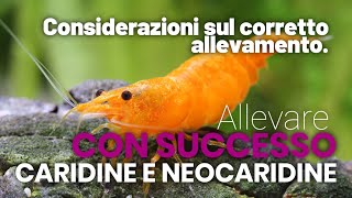 CARIDINE E NEOCARIDINE CONSIDERAZIONI SUL CORRETTO ALLEVAMENTO [upl. by Chlo677]