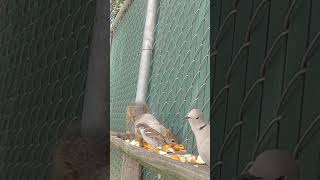 3s a Crowd calm shortsviral nature viralwildlife housesparrow squirrel dove [upl. by Airdnaxila694]