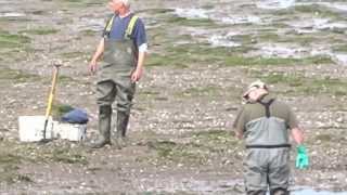 Scotland Montrose Basin and wildfowl reserve [upl. by Ardnossak337]