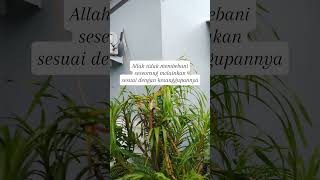 ALLAH itu adilshots viralvideo [upl. by Hui]