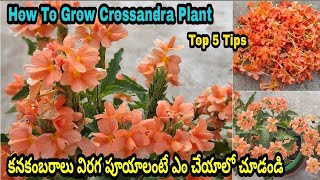 Top 5 Tips To Get More Blooms In Crossandra Plant  కనకంబరాలు బాగా పూయాలంటే తప్పకుండ ఈ వీడియో చూడండి [upl. by Nitsej]