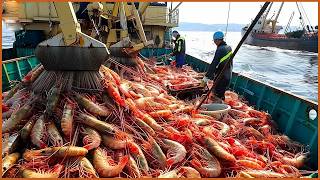 American Fishermen Use Robots To Catch Hundreds Of Tons Of Shrimp This Way  Trawl Net Caught Shrimp [upl. by Valentijn]