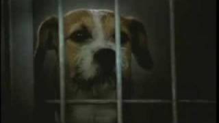 Saddest dog commercial ever  Pedigree adoption drive [upl. by Medina]