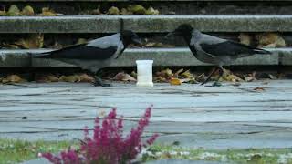 Hooded Crows eating a grave candle competitive interaction [upl. by Jsandye751]