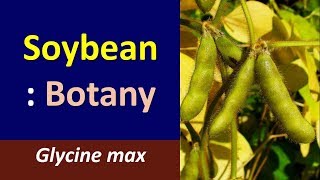 Economic Botany of Soybean Glycine max [upl. by Gaidano391]