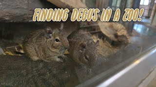 Finding degus in a zoo [upl. by Aziar]