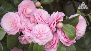 Gardening 101 Series  How to Plant amp Maintain a Camellia [upl. by Yks]