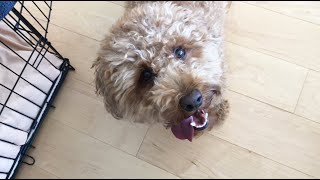 Poodle BARKING AND PLAYING  Teddy Bungoo [upl. by Tareyn]