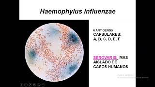 Clase 13  Haemophylus  Brucella  Gardnerella vaginalis [upl. by Westbrook]