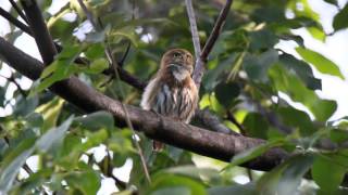 Glaucidium brasilianum  Ferruginous PygmyOwl  Mochuelo Común Cuatro Ojos Majafierro [upl. by Adnamahs]