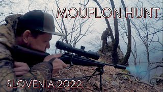 Mouflon Hunt  Muffeljagd  Caccia Muflone  Chasse  Polowanie Muflony  Mouflonjakt Slovenia 2022 [upl. by Inava]