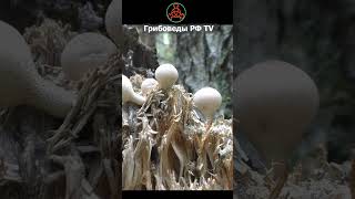 Дождевик грушевидный Lycoperdon pyriforme  съедобный гриб mushroom грибное кино Lycoperdon [upl. by Nyroc605]