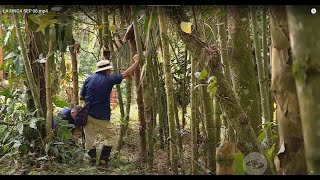 Cultivo de guadua conozca todos sus cuidados y usos además de las construcciones  La Finca de Hoy [upl. by Najram]