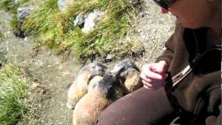 Gefräßige Murmeltiere am Großglockner  Marmots in the alps [upl. by Hebner]