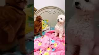 The cat punches the dog in the headcat funnyanimals funnycats kitten funnypets [upl. by Litsyrk320]