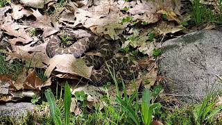 Massasauga Rattlesnake [upl. by Wolfie]