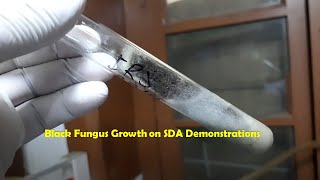 Black mould on Sabouraud dextrose agar Demonstration [upl. by Anaeel]