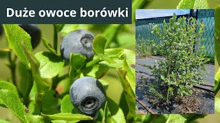 Borówka warto o nią zadbać by miała duże owoce [upl. by Efar]