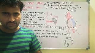 Masticator spaces  Submasseteric space [upl. by Nichol]