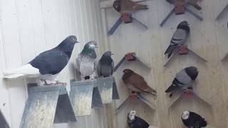 TIPPLERS 2018 PIGEON PELLUMBAT [upl. by Ameehsat727]