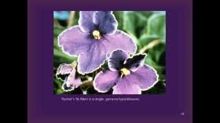 The African Violet Plant Presentation [upl. by Cleave91]