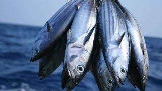 Which Fish Contain Mercury [upl. by Pacian]