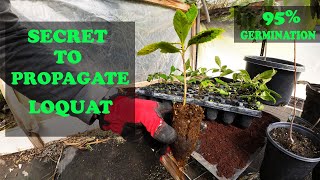 Grow Loquats From Seed  EVERYTHING You Need To Know [upl. by Felicle923]