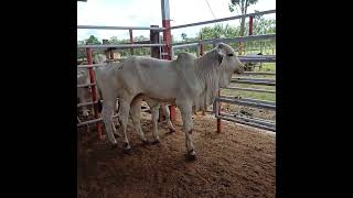 Terneros bramam para engorde una belleza viralvideo viralshorts parati animals tiktok video [upl. by Rosario814]