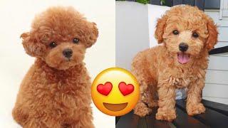 Toy Poodle — Cute And Funny Videos And Tik Toks Compilation  Teacup Poodle [upl. by Nylirad935]