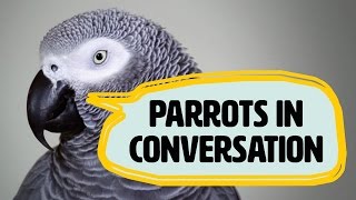 Amazing talking parrots documentary with African Greys [upl. by Abita]