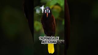 🦜 La Oropéndola de Moctezuma El Ave con la Voz más Increíble del Bosque 🌿Psarocolius montezuma🦜 [upl. by Hniv]