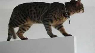 Bengal Cat Agility [upl. by Muhcon456]