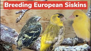 Breeding European Siskins and their Mutations  a full guide [upl. by Perseus]