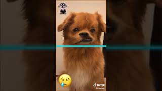 GUAU 😲 Perros Graciosos 🐶 Los Mejores Videos de Perros Chistosos [upl. by Acirderf747]