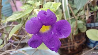 Thunbergia erecta Neeli neelkanth plant care in winter in hindiBlue trumpet vine care [upl. by Caleb]