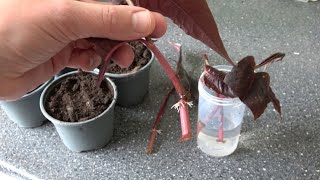 3 Ways How I Propagate My Persicarias Fast amp Easy [upl. by Donica]