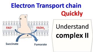 Succinate dehydrogenase complex 2 of ETC [upl. by Edik]