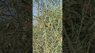 Capparis decidua કેરનું ઝાડ  કેરડા  केर Fruit for pickle nature tree viralshort shorts [upl. by Henriques]