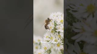 Aster ericoides Schneetanne perennials plant perennial aster nature garden flowers [upl. by Lateehs372]