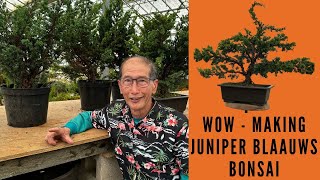 How to make Simple Bonsai from Juniper Blaauws [upl. by Finella766]