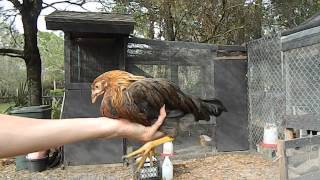 How to tell a hen from a rooster with 2 month old chicks chickens [upl. by Araet]