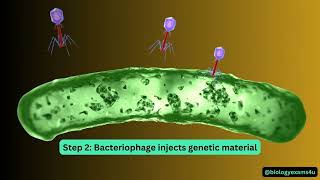 Bacteriophage Life Cycle Animation [upl. by Nurav509]