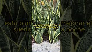 Planta Lengua de Suegra Sansevieria Descubre sus 5 Increíbles Beneficios [upl. by Whitehurst]