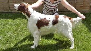 Dog Breed Video Irish Red and White Setter [upl. by Barfuss]