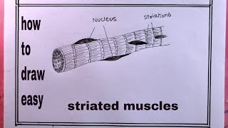 how to draw striated musclesstriated muscles drawing [upl. by Vinita]