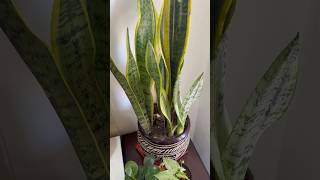 Snake plant homedecor plants shorts ytshorts houseplants [upl. by Dodds244]