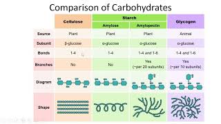 Carbohydrates Classification Structures and Functions  Lecture 6a [upl. by Ydualc]