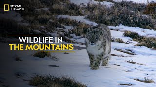 Wildlife in the Mountains  Hostile Planet  Full Episode  S1E6  National Geographic [upl. by Esmeralda]