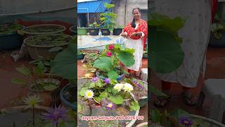 Nymphaea and Nelumbo from our home lotus garden gardening lotus How to grow at home  waterlily [upl. by Derk]