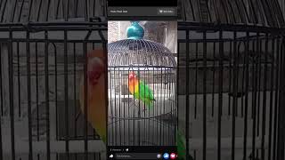 IJO SETANDAR LOVEBIRD NGEKEK PANJANG 1 MENIT 15 DETIK kingsf lovebirdngekekpanjang ngekek brid [upl. by Jamila]